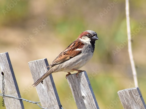 bird on a fence