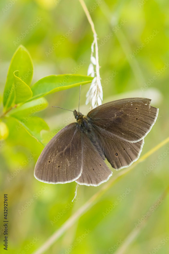 Obraz premium Ringlet butterfly Aphantopus hyperantus closeup