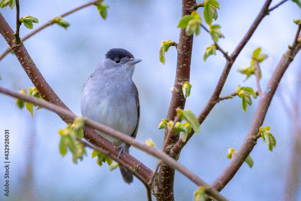 Closeup of a Eurasian blackcap bird, Sylvia atricapilla, perching on a branch, singing. Closeup of a Eurasian blackcap bird, Sylvia atricapilla, perching on a branch, singing.