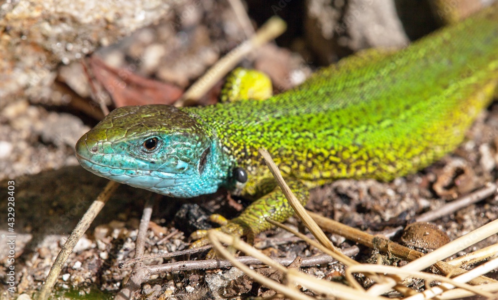 European green lizard in Latin Lacerta viridis European green lizard in Latin Lacerta viridis