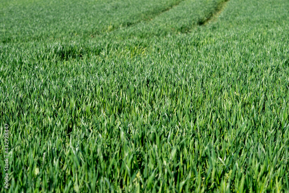 Field of green grass