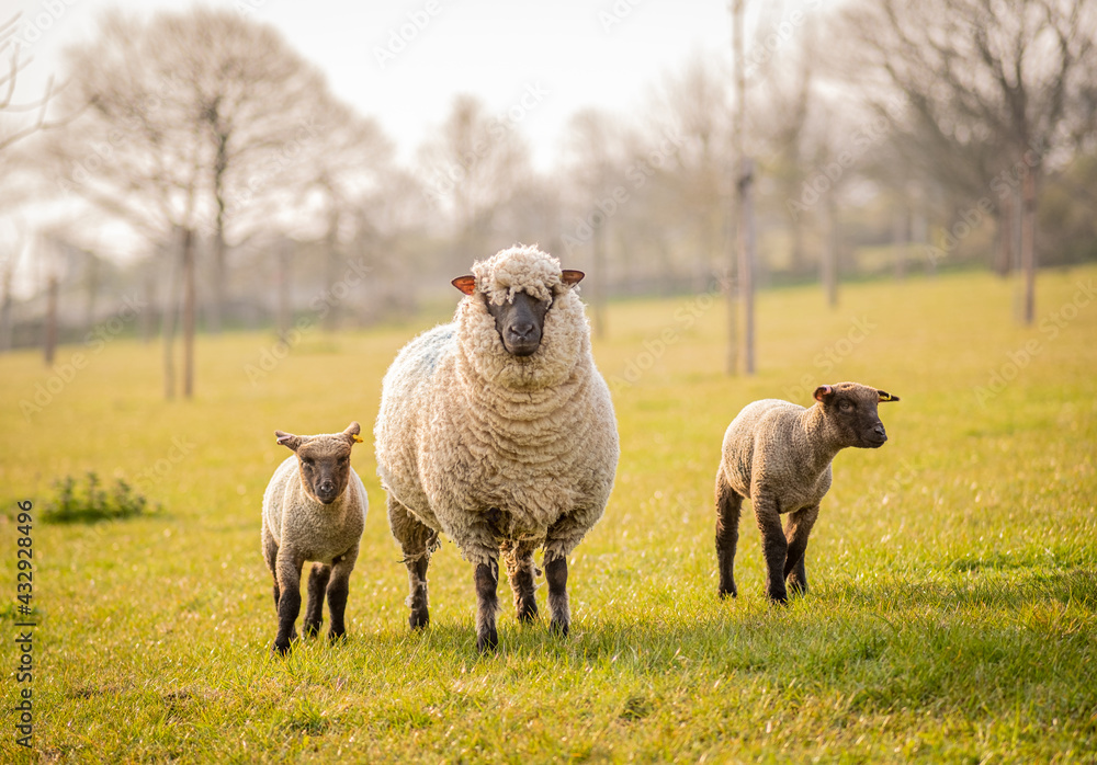 sheep with lambs in orchard field sheep with lambs in orchard field