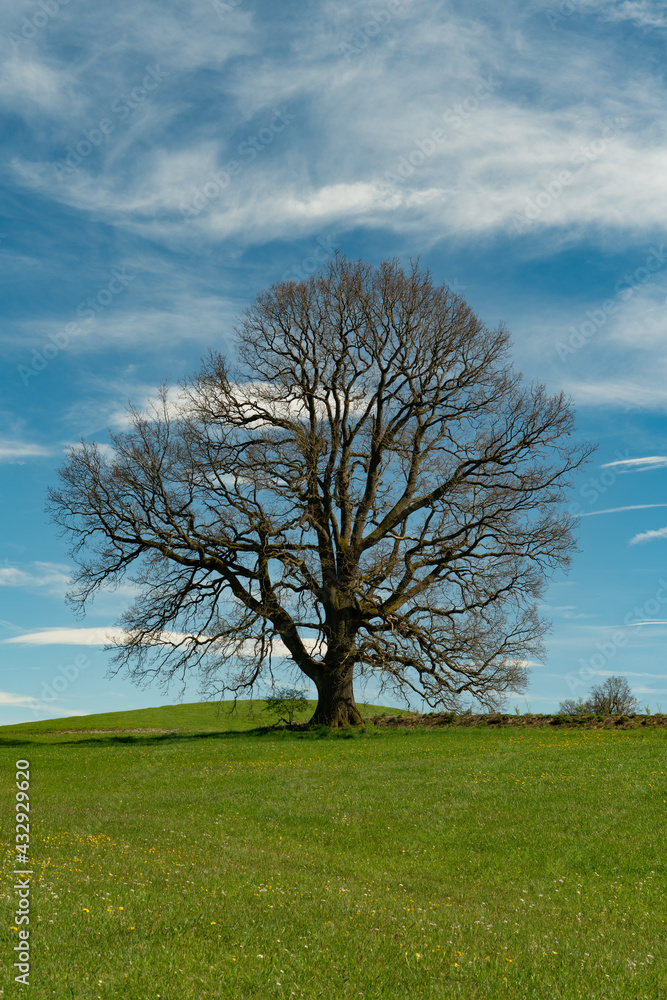 Obraz premium Baum auf Wiese