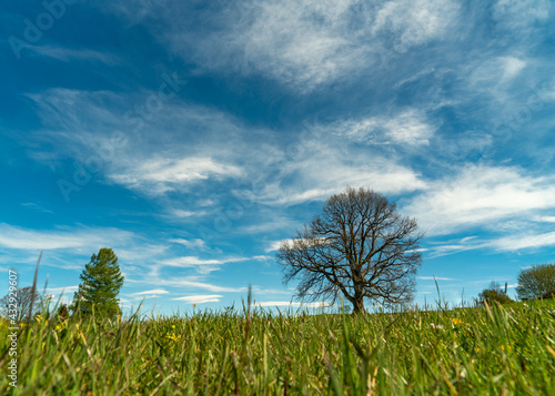 Baum auf Wiese