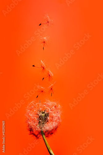 Canvastavla Dandelion Fluff White Flower On orange Background.