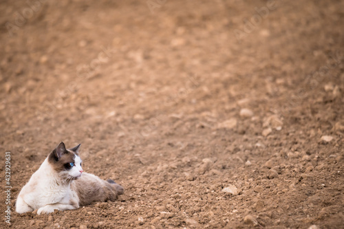 One cat lying in agriculture field. © Cherry
