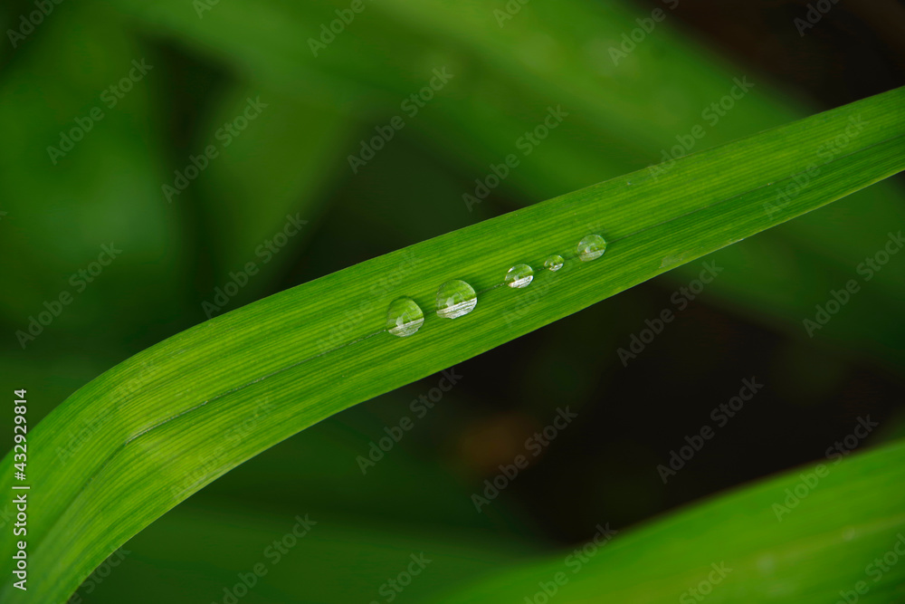 Water drops on green grass. Water drops on green grass.