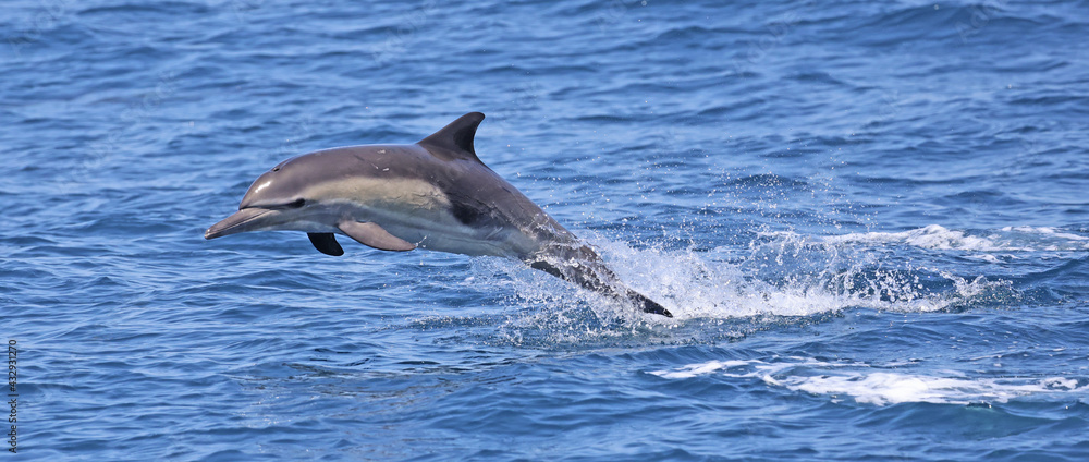 Fototapeta premium dolphin jumping out of water