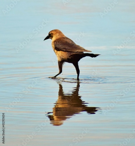 Small bird walking in water © Jeff N.
