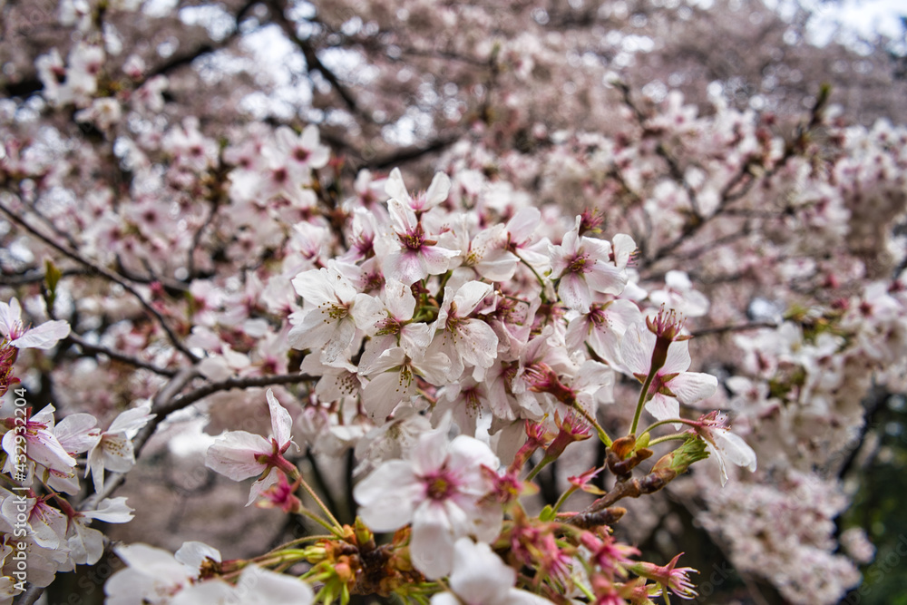 Fototapeta premium Wunderschöne Sakura Kirschblüten in Japan