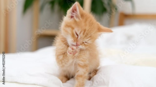 Wallpaper Mural 4k kitten licks its paws after eating, washes with its tongue. Little ginger cat washing on white bed at home. Small healthy red kitty. Torontodigital.ca