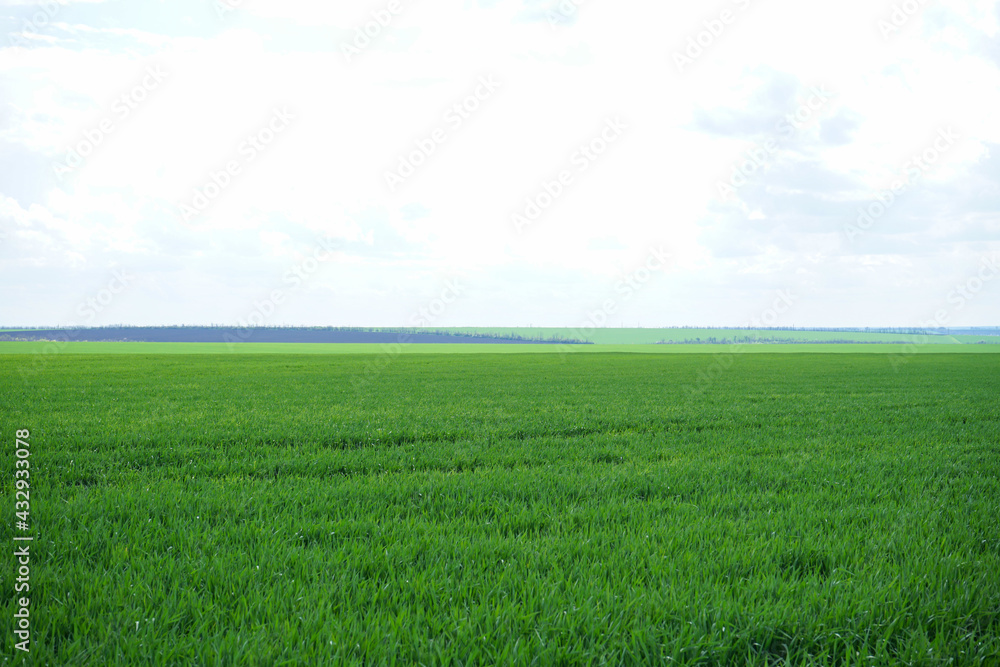Fototapeta premium Young green wheat grows in a field, space for text.