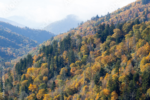 Fall trees outdoors in the Mountains