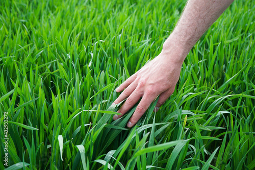 A hand of the man is touching green blades of wheat in the field. © VI Studio