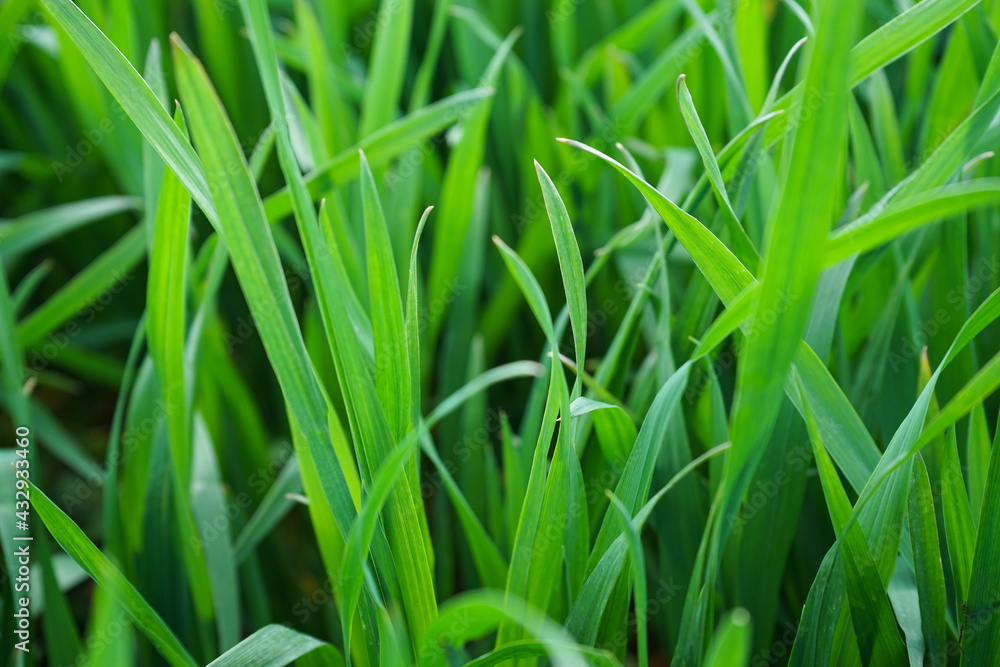 Young green wheat grows in a field, close-up Young green wheat grows in a field, close-up