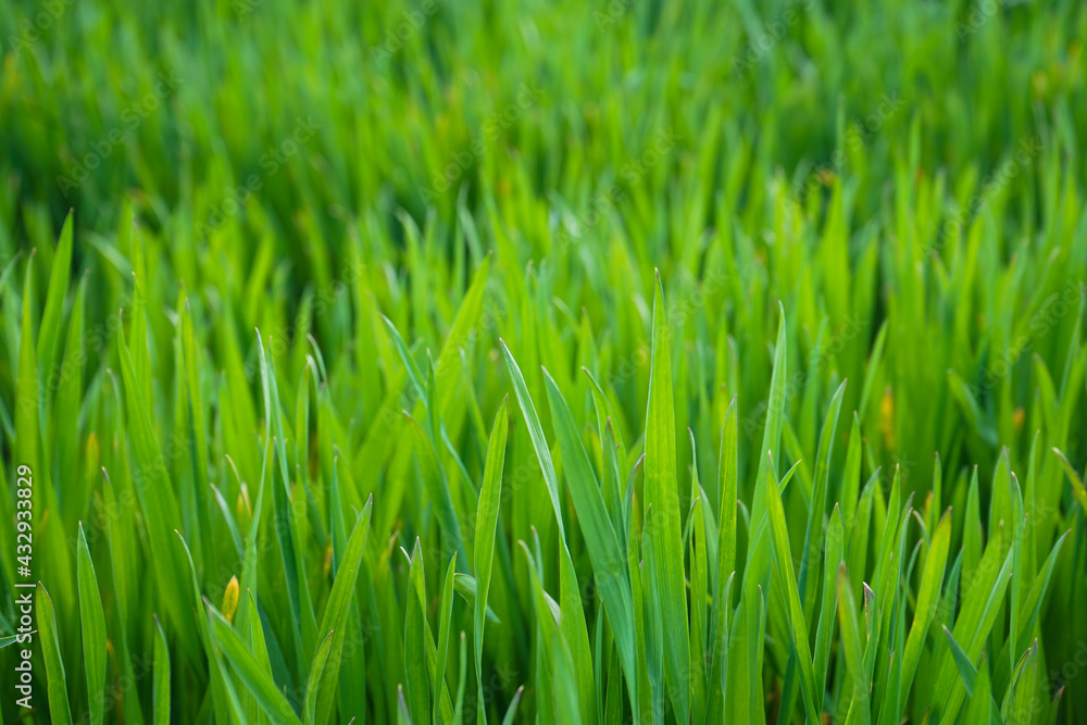 Young sprouted wheat, close-up. Wheat field. Young sprouted wheat, close-up. Wheat field.