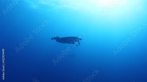 Gigantic Black Oceanic Birostris Manta Ray floating on a background of blue water in search of plankton. Underwater scuba diving. Shots it Mexico Socorro. photo