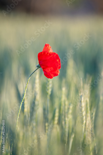 Lone poppy amidst ears of grain with out-of-focus background.