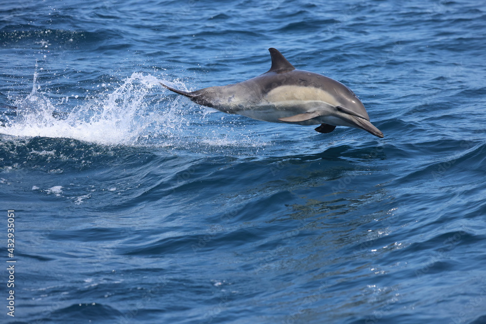 Fototapeta premium Common Dolphin jumping 