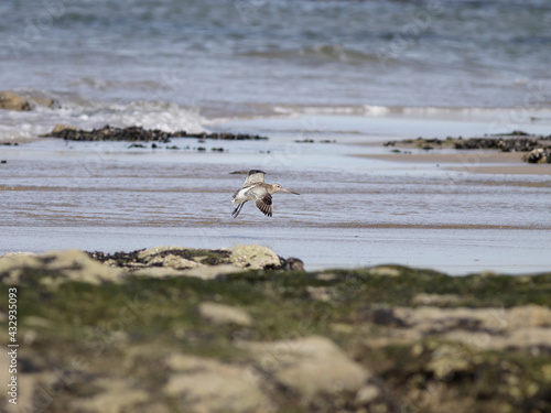 Sandpiper in flight over a rocky beach