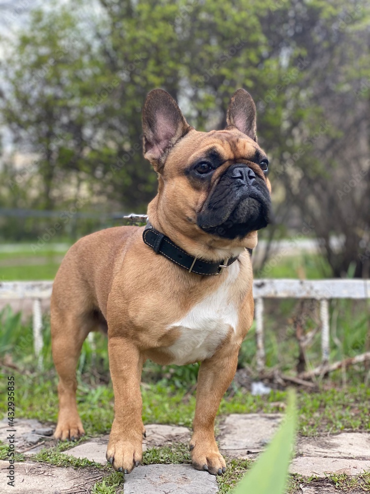 english bulldog puppy