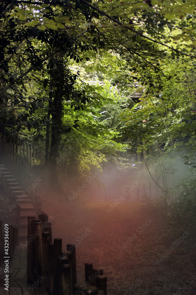 Obraz premium Ambiance forêt