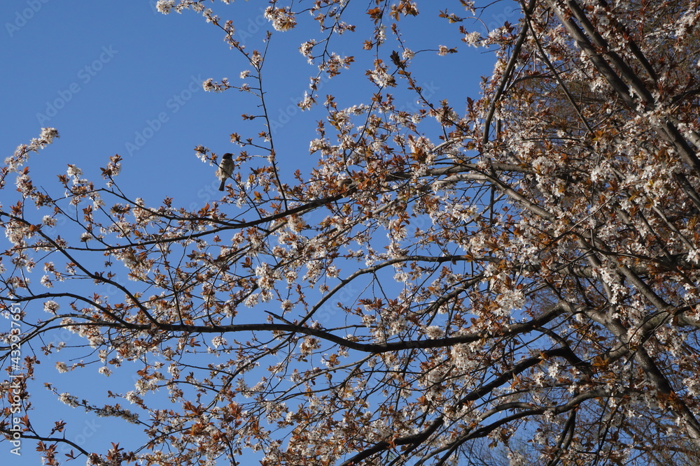 Blossoming cherry plum tree and a sparrow on a branch eating its flowers, on blue spring sky
Blossoming cherry plum tree and a sparrow on a branch eating its flowers, on blue spring sky