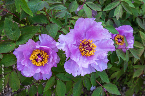  The splendor of springtime in the peony flowers. Three fully open peony flowers amidst their deep green foliage