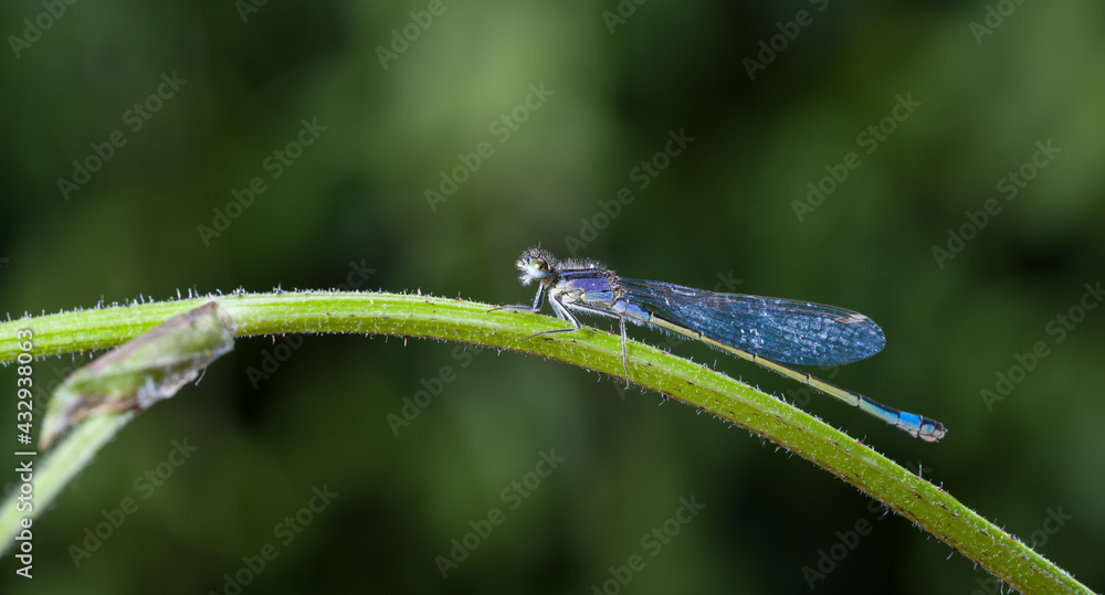 Blue Dragonfly on Young Branch Spring Blue Dragonfly on Young Branch Spring
