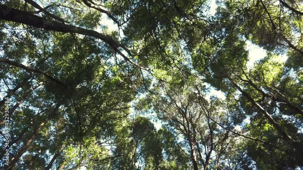 Low angle dolly shot look up view in forest. Beautiful green forest sunshine trees. Low angle dolly shot look up view in forest. Beautiful green forest sunshine trees.