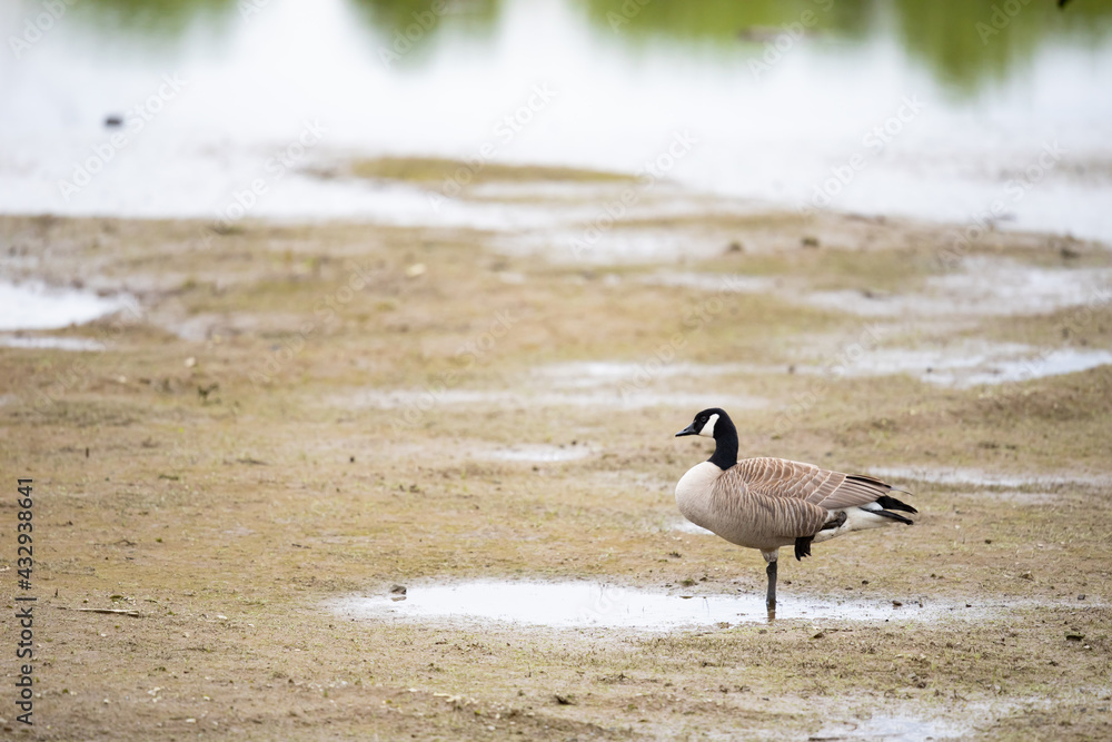 Lone Canada Goose Standing One-Legged on Wetlands Mud Flat Lone Canada Goose Standing One-Legged on Wetlands Mud Flat