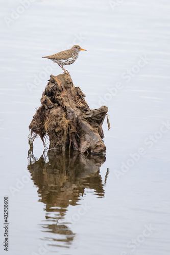 Spotted Sandpiper Standing on Stump in Marsh © Jeff Huth