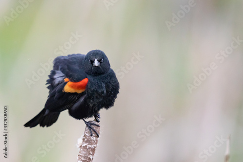 Male Red-Winged Blackbird Singing on a Cattail