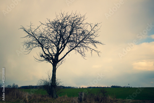 tree by a dirt road with cloudy sky in background