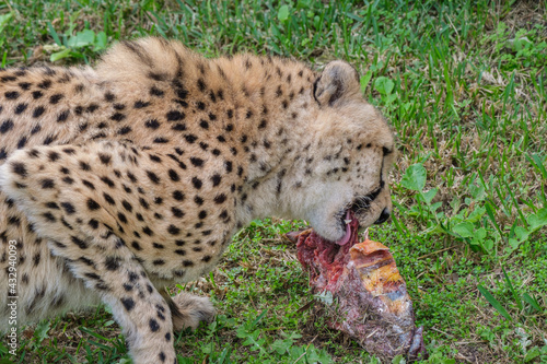 Cheetah feeding on a dead carcass 