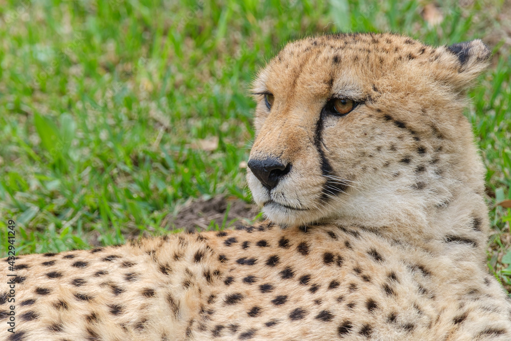 Portrait of Cheetah in the Nature Portrait of Cheetah in the Nature