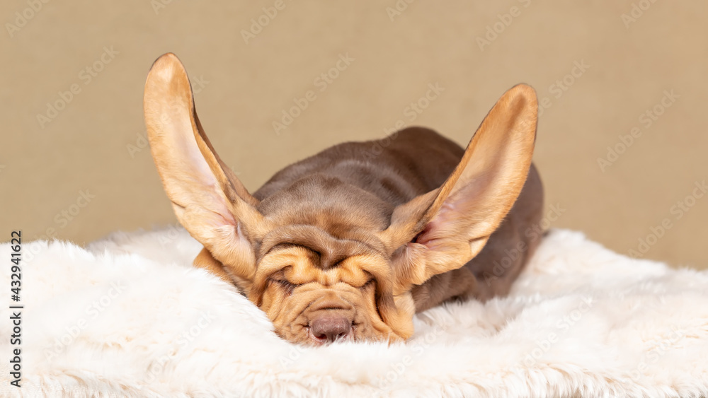 Sleeping brown bloodhound puppy with flying ears. 