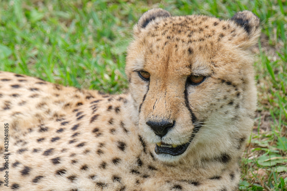 Portrait of Cheetah in the Nature Portrait of Cheetah in the Nature