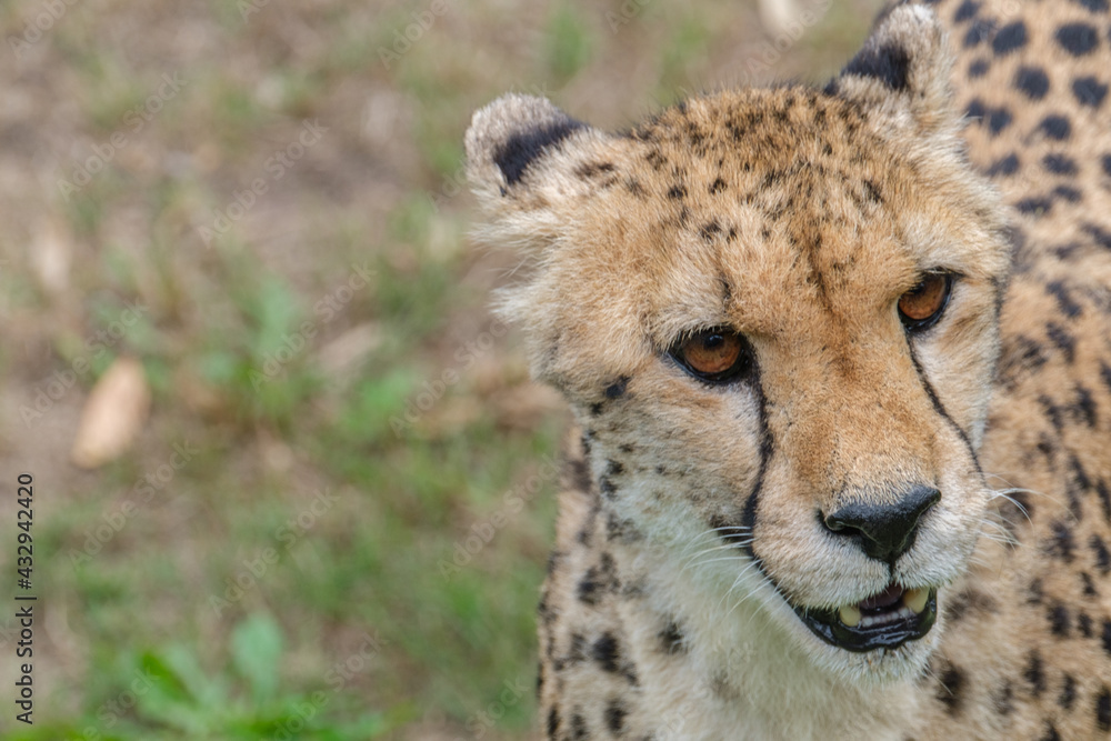 Portrait of Cheetah in the Nature Portrait of Cheetah in the Nature
