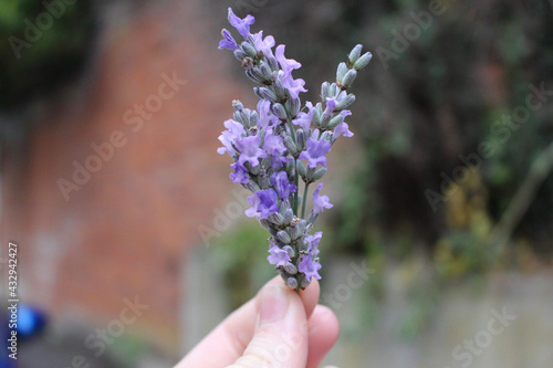 hand holding lavender