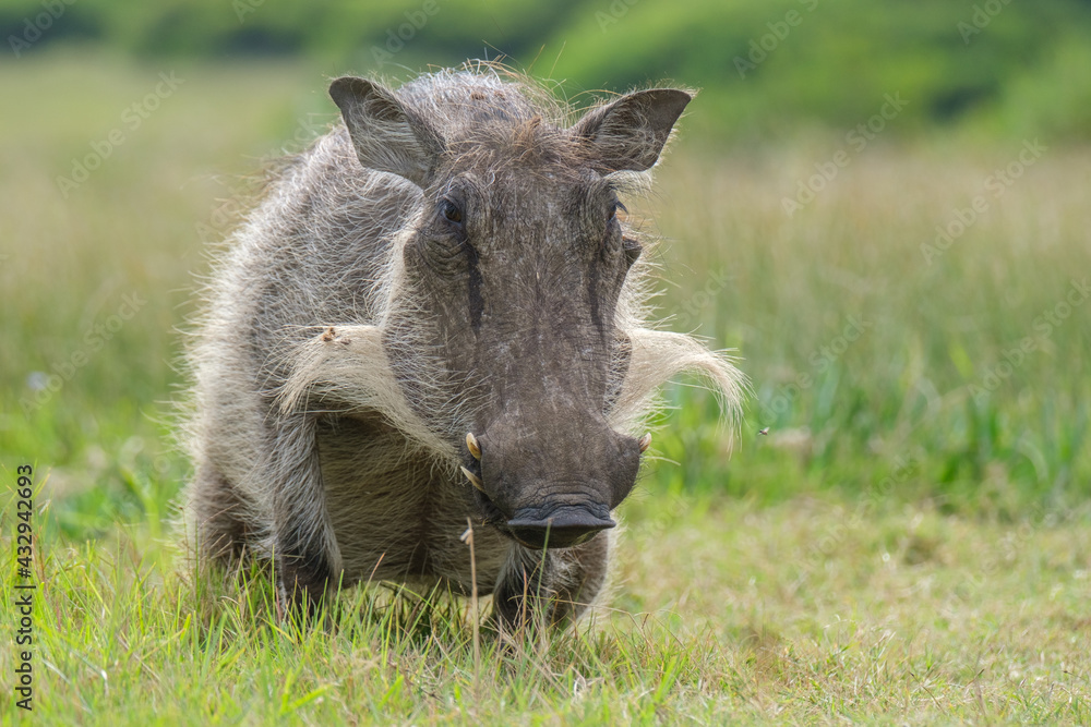Portrait of warthog in the Nature Portrait of warthog in the Nature