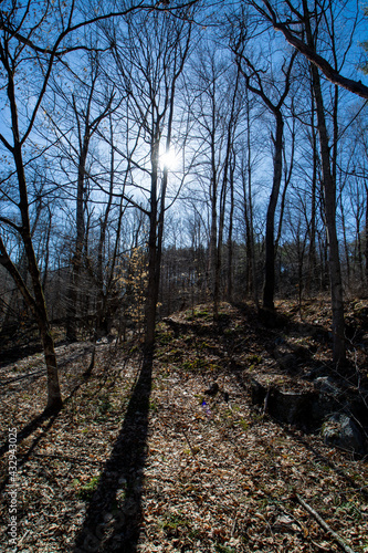 Wallpaper Mural sun peeking through woods Torontodigital.ca