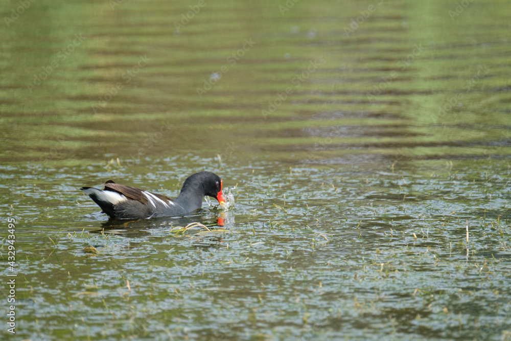 Common moorhen in a pond Common moorhen in a pond