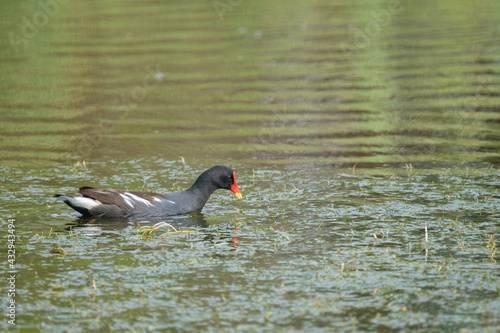 Common moorhen in a pond
