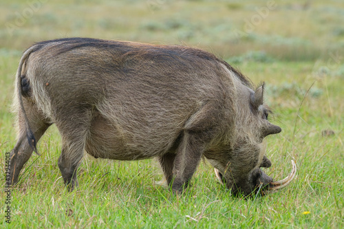Portrait of warthog in the Nature photo
