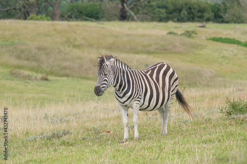Portrait of zebra in the Nature