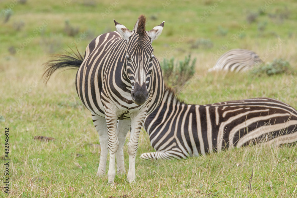 Fototapeta premium Portrait of zebra in the Nature
