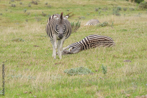 Portrait of zebra in the Nature