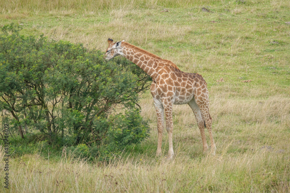 Fototapeta premium Giraffe feeding off of a bush, in the game park, reserve in South Africa 