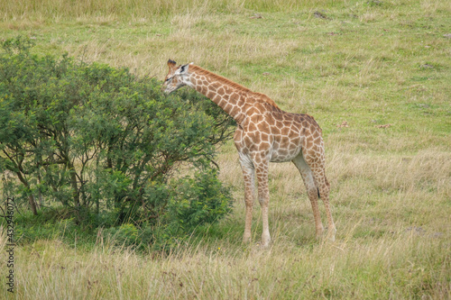 Giraffe feeding off of a bush  in the game park  reserve in South Africa 